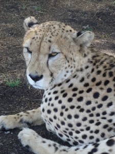 Cheetah Knuddeln
