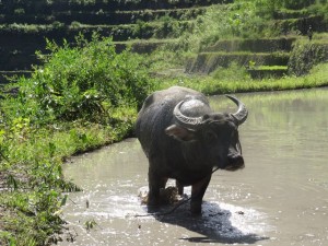 Batad, Wasserbüffel