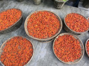 Chilichoten in Laos