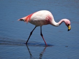 Flamingo Lagune