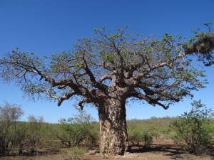 Baobab krüger Nationalpark Reiseblog von Autorin Beatrice Sonntag