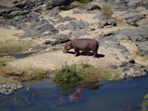 Hippo krüger Nationalpark Reiseblog von Autorin Beatrice Sonntag