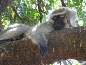 Affe krüger Nationalpark Reiseblog von Autorin Beatrice Sonntag