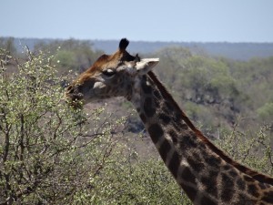 Giraffe krüger Nationalpark Reiseblog von Autorin Beatrice Sonntag