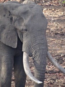 Elefant krüger Nationalpark Reiseblog von Autorin Beatrice Sonntag
